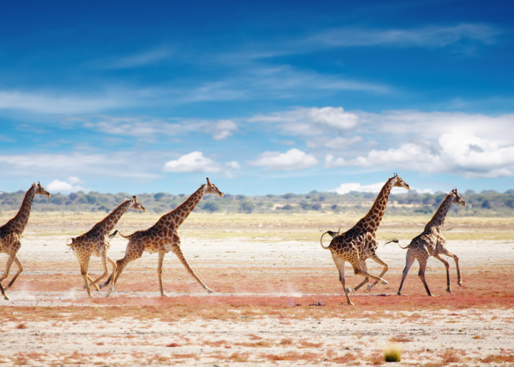 Giraffes